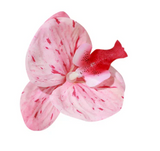 Orchid Clip